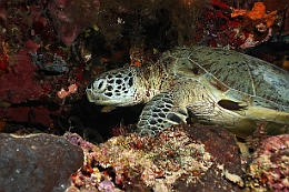 Sipadan_2015_Tortue Franche_Chelonia mydas_IMG_2392_rc